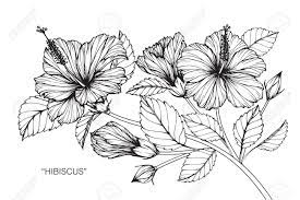 Maybe you would like to learn more about one of these? Hibiscus Flower Drawing And Sketch With Black And White Line Art Royalty Free Cliparts Vectors And Stock Illustration Image 89404903