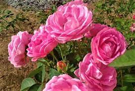 Bunga mawar termasuk dalam keluarga tanaman tahunan (genus rosadan kels dicolylodonae ). Cara Penyerbukan Bunga Mawar Gambar Lengkap Ilmusiana