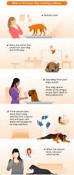 Dog Seizure Symptoms Natural Remedies Canna Pet
