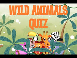 Advance through the levels of this classic bubble shooter game by linking at least three magical stones of the same color. Wild Animals Quiz Youtube