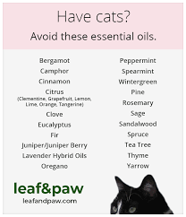 Tea tree isn't the only essential oil that poses a risk—the pet poison helpline has guidelines about specific. Are Essential Oils Safe For Cats Are Essential Oils Safe Essential Oils Cats Oil Safe
