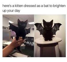 Super Cute Trenduso Kitten Cat Cats Costume Halloween Cute Adorable Aww Awww Meme Memes Cute Animals Cute Baby Animals Funny Cat Memes