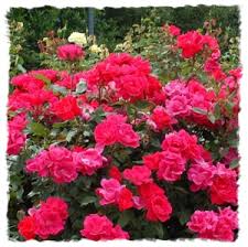 Check spelling or type a new query. Double Red Knockout Rose Houston Plants And Garden World Selection