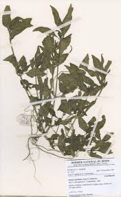 Image result for Justicia anselliana