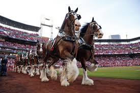 Maybe you would like to learn more about one of these? Budweiser Clydesdales To Make Stop In Greenville News Foxcarolina Com