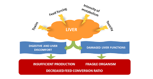 Every second the liver cells go through thousands of complex biochemical interactions that influence all of the other organs in the body. The Liver The Cornerstone Of Livestock Performance Natual