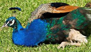 Bird With Blue Feet It S All About The Feet Peacock Animals Foot Tattoo