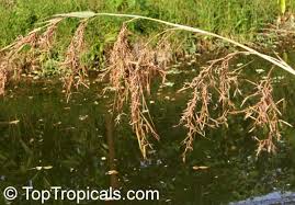 Image result for Cymbopogon nardus