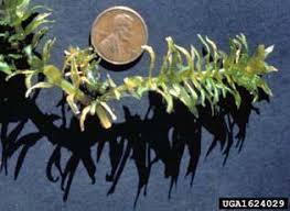 Image result for Hydrilla