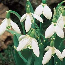 Snowdrop Bulbs For Sale Breck S Bulb Flowers Spring Flowering Bulbs Snow Drops Flowers