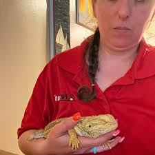 Tips for taming a red beardie that thinks fingers are food