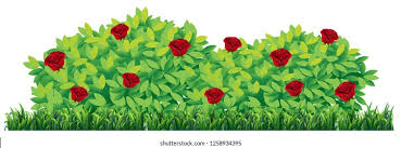 Rose Bushes Brushes Fbrushes How to draw a rose easy step by step guide.