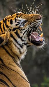 Papel de parede k&g está de volta e com muitas novidades, conheça nossas novas coleções de produtos: Tiger 4k Wallpapers Hd Wallpapers Id 23925
