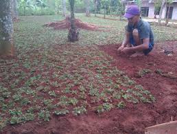 Tak heran jika rumput gajah mini ini kini makin dijadikan pilihan banyak orang. Cara Penanaman Rumput Gajah Mini Secara Sederhana