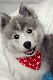 Black And White Pomsky Puppy What Do You Know About The Latest Hybrid Dog Pomsky Cute Animals Hybrid Dogs Cute Dogs