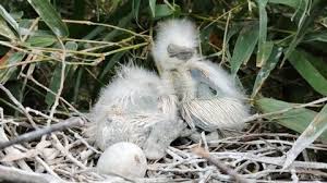 Baby Bird Hatching Egg Stock Video Footage 4k And Hd Video Clips Shutterstock
