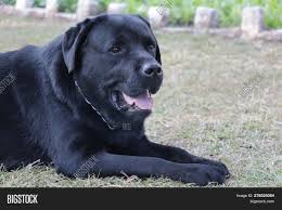 Black Labrador Dog Image Photo Free Trial Bigstock Find the best free stock images about dog. black labrador dog image photo free