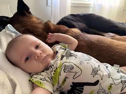 Profiel voor Letekoe Reg'd Belgian Shepherd Dogs