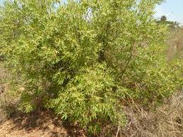 Image result for Euclea undulata