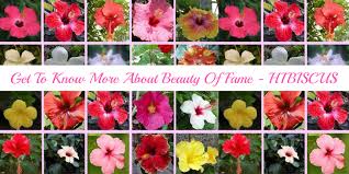 We did not find results for: 6 Types Of Hibiscus Flowers Which Are Beauty Of Fame Floweraura