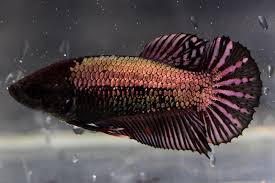 Imported Black Copper Dragon Halfmoon Plakat Female Betta Fish Betta Fish Betta Copper Dragon