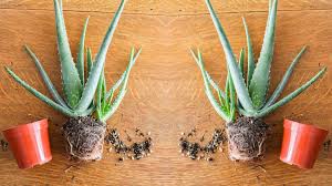 Image result for Aloe