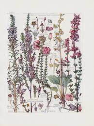 Butter Cookies Chromolithograph Flower Drawing Botanical Illustration