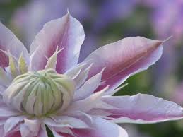 Click here to find out more. An Exotic Clematis Photograph By Angela Davies