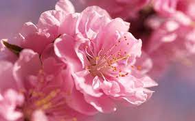 Have it now & returned the pink. Hd Wallpaper Pink Petaled Flower Petals Bright Light Pink Color Nature Wallpaper Flare