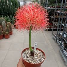 Image result for Scadoxus