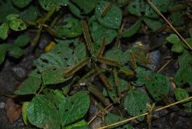 Image result for Calopogonium mucunoides