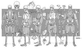 Character Design Collection Bones Anatomy Daily Art References Character Design Skeleton Drawings Anatomy Art