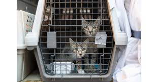 We would like to show you a description here but the site won't allow us. Aspca And Wings Of Rescue Fly Nearly 200 Homeless Animals In The Path Of Hurricane Dorian To Safety