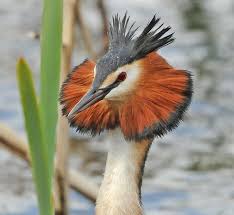 Birds Of Middle Tennessee Brian Rafferty Beautiful Birds Bird Photography Wild Birds