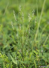 Image result for Basella paniculata