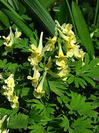 Image result for Corydalis mildbraedii