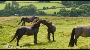 But with their numbers now skyrocketing, the trump. Dartmoor England Wild Horses And Stone Circles Youtube
