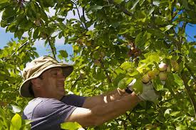 Fruit Pickers Jobs In Canada Fruit Picker Pickers Job