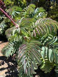 Image result for Melianthus major