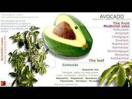 Avocado What Is Avocado Health Benefits Of Avocado Tree Content Of Avocado Avocado Fruit Pit Seed And Le Avocado Health Benefits Avocado Benefits Avocado