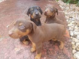 These affectionate, playful, and energetic doberman puppies are ready for their forever home! View Ad Doberman Pinscher Puppy For Sale Near Florida Hollywood Usa Adn 71648