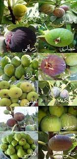 من اشهر اسماء التين الفلسطيني agriculture palestine food
