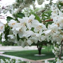 The colorado blue spruce is native to the rocky mountains and is common throughout colorado and its adjacent northern border state, wyoming. 13 Of The Most Colorful Crabapple Trees For Your Yard Crabapple Tree Crab Apple Flowering Crabapple