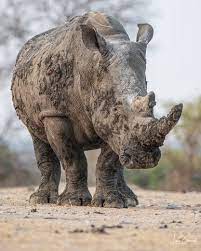 Photo By Lucienbeaumont Mud Covered Giant South Africa Nature Wildlife Rhino Rhinofriday Conservation Wildli Animals Wildlife Animals African Safari