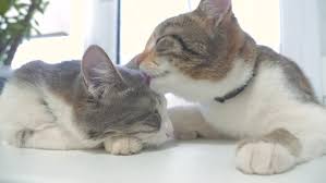 We did not find results for: Funny Video Cat Two Cats Stock Footage Video 100 Royalty Free 1024278893 Shutterstock