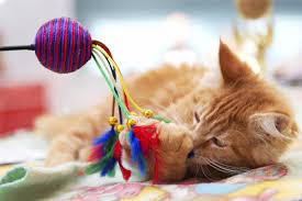 We did not find results for: Kitten Behavior And Training Play And Investigative Behaviors Vca Animal Hospital