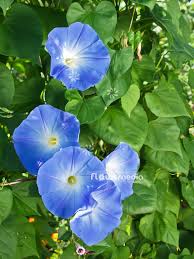 Image result for Ipomoea trinervia