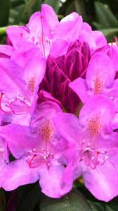 Rhododendron Roseum Elegans Rhododendron Hybrids Online Uk