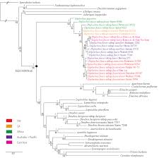 Image result for Leptocarydion vulpiastrum