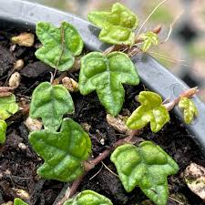 Image result for Ficus laurifolia